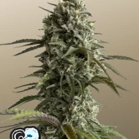 Original AUTO SKUNK